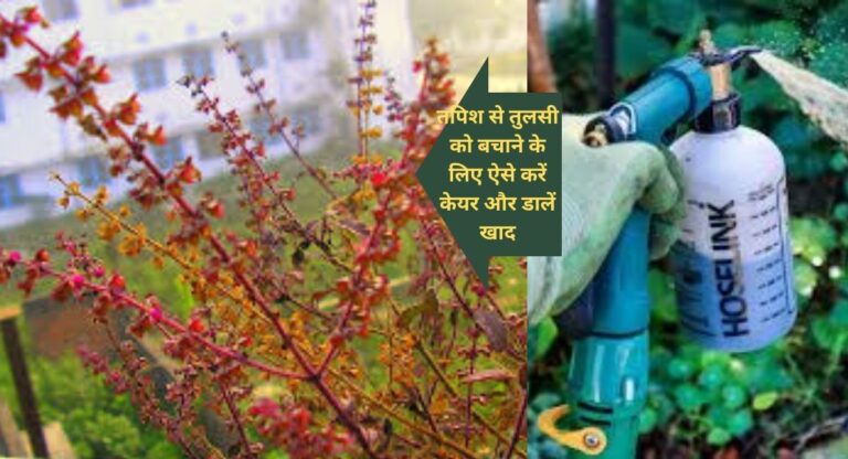 Tulsi care- तुलसी को गर्मी की तपिश से ऐसे बचाएं और डालें ये खाद
