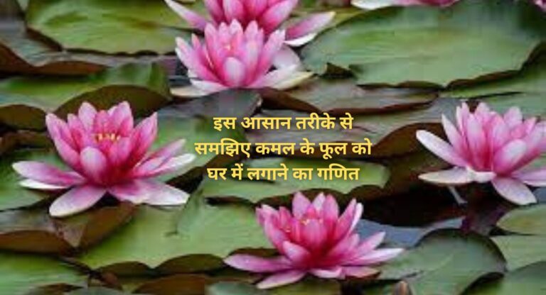 lotus plant-10 टिप्स की मदद से बालकनी में लगाएं कमल का पौधा