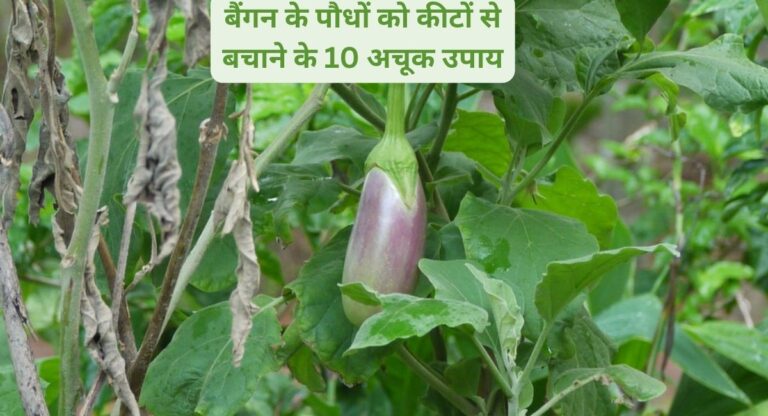 Brinjal care-कौन सा कीट, कौन सा इलाज: बैंगन के पौधों की पूरी सुरक्षा