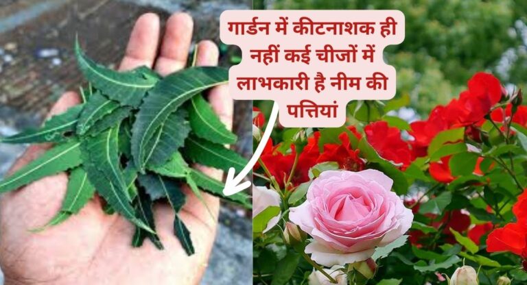 Neem leaves-गार्डन के लिए जादुई उपहार है नीम की पत्तियां, जानिए लाभ