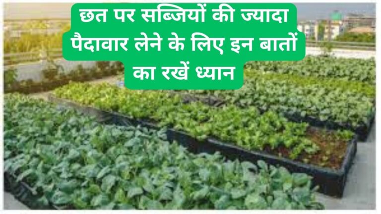 Rooftop garden-छत पर सब्जियों की ज्यादा पैदावार लेने के बेहतरीन टिप्स
