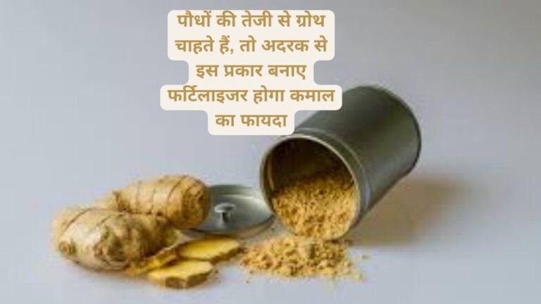 Use of ginger-पौधों की तेज ग्रोथ के लिए, गार्डन में अदरक का ऐसे करें यूज