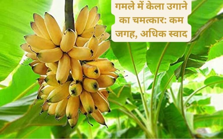 Banana plant-केले का स्वाद अपने घर पर: जानिए कैसे उगाएं ये फलदार पौधा