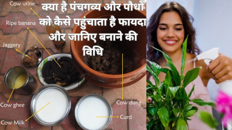 Panchagavya- पंचगव्य क्या है और इसके गार्डन में लाभ, जानिए