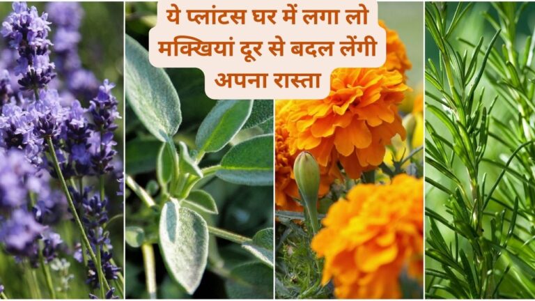 Plant Information- मक्खियों को दूर भगाने वाले ये प्लांट्स घर में जरुर लगाएं