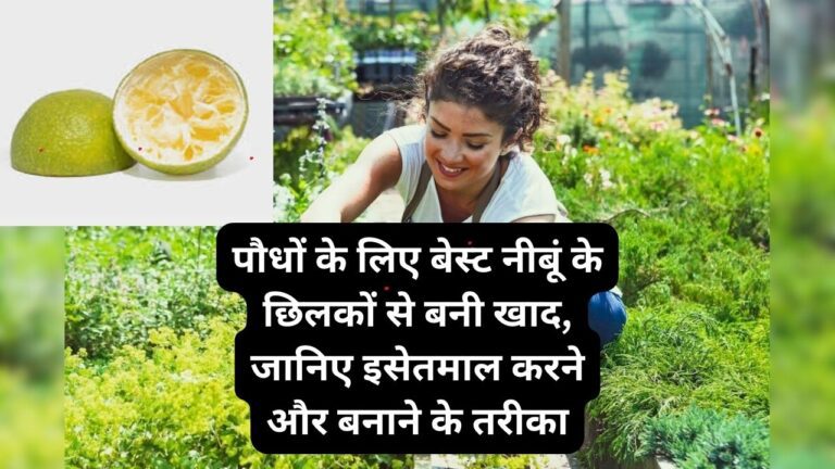 Lemon peel compost- नीबूं के छिलकों से स्ट्रांग खाद बनाने की विधि
