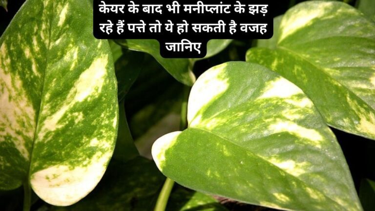 Moneyplant care- मनीप्लांट के पत्ते क्यों झड़ रहे हैं, पत्तियों के रंग से करें पता