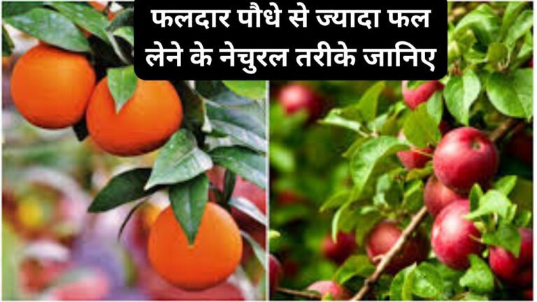 Fruit plants- फलदार पौधों से ज्यादा फल लेने के लिए अपनाएं ये नेचुरल तरीके