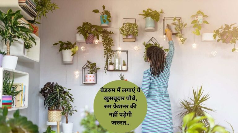 Plants For Bedroom-बेडरुम में लगाएं ये खुशबूदार पौधे, स्ट्रेस को करेंगे दूर