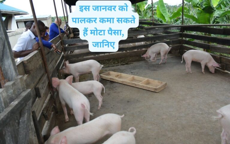 Pig farming- यह जानवर है सोने का सिक्का कर देगा मालामाल