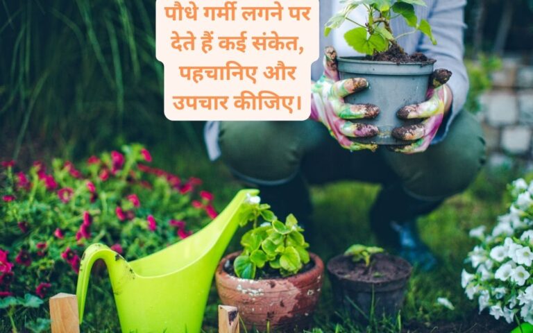 Heatstroke in plants-गर्मी लगने पर पौधे पत्तियों और डंठल से देते हैं संकेत, जानिए