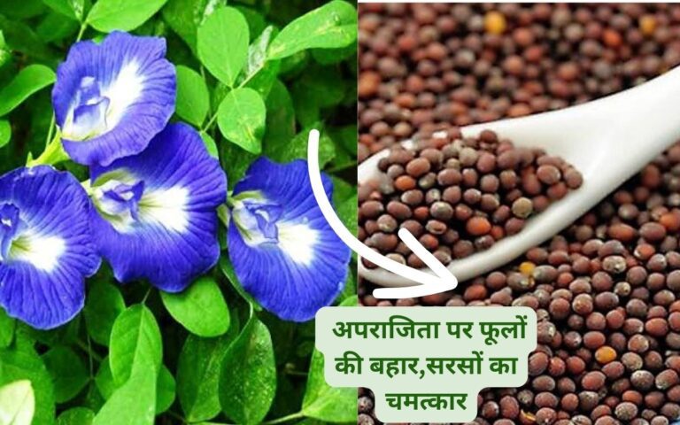 APRAJITA- सरसों के बीज का ये उपाय अपराजिता को फूलों से भर देगा