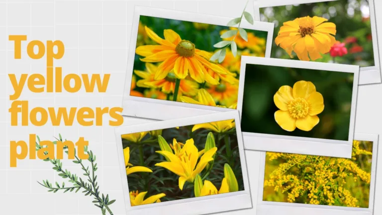 Yellow flowers- ये 10 पीले फूल पूरी गर्मी बगिया महकाएंगे