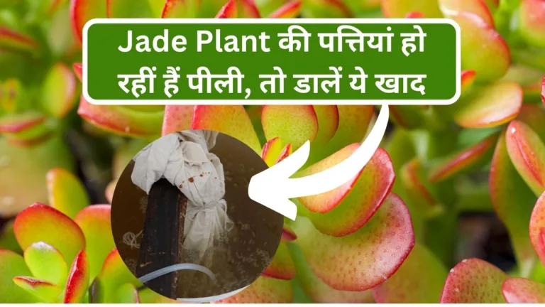 Jade Plant की पत्तियां छोटी और पीली हो रही है तो डालें ये खाद