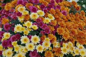 Chrysanthemum_x_morifolium_Dompierre_3-1024x681