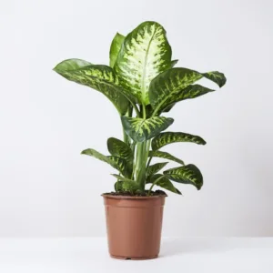 Dieffenbachia-Bowmannii-Dumb-Cane-Plant