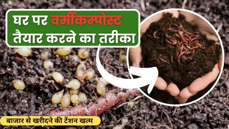 Vermicompost: घर पर आसानी से तैयार करें वर्मीकम्पोस्ट