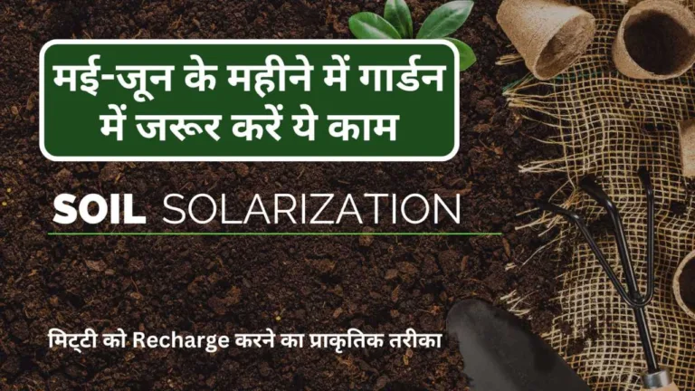 Soil Solarization: मई जून के महीने में गार्डन में जरूर करें ये काम