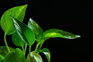 Money-plant-leaves-with-a-dark-background-181139-pixahive