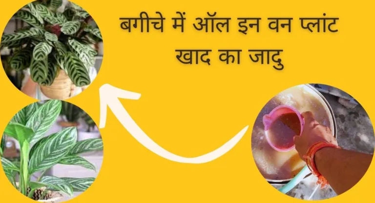 Gardening tips- पौधों की सभी समस्याओं के लिए एक लिक्विड फर्टिलाइजर