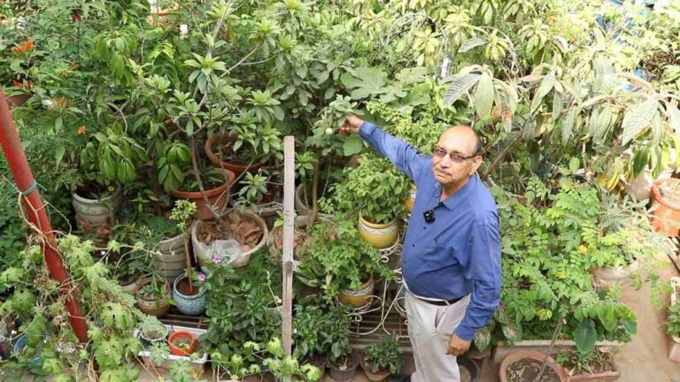 Fruit Gardening: दिल्ली की छत पर उगाए 400 फलदार पौधे