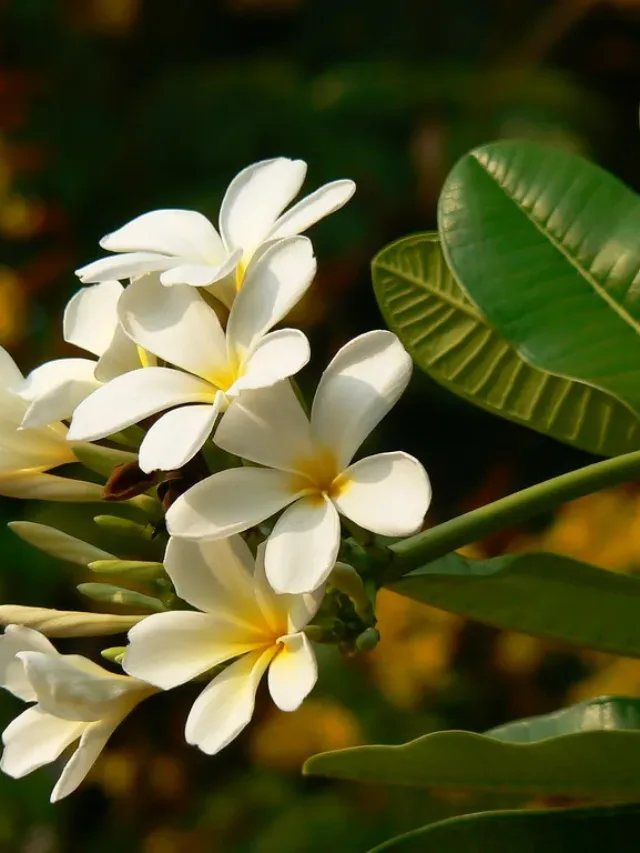 कटिंग से चंपा लगाना है आसान, ये है सही तरीका