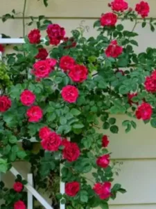 Red-Climbing-Rose.jpg.530x530