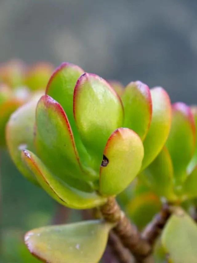 क्या Jade Plant की पत्तियां हो रहीं हैं पीली तो डालें ये खाद