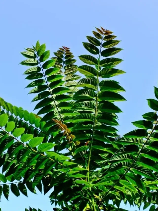 छोटे गमले में करी पत्ता को हरा और घना करने के टिप्स