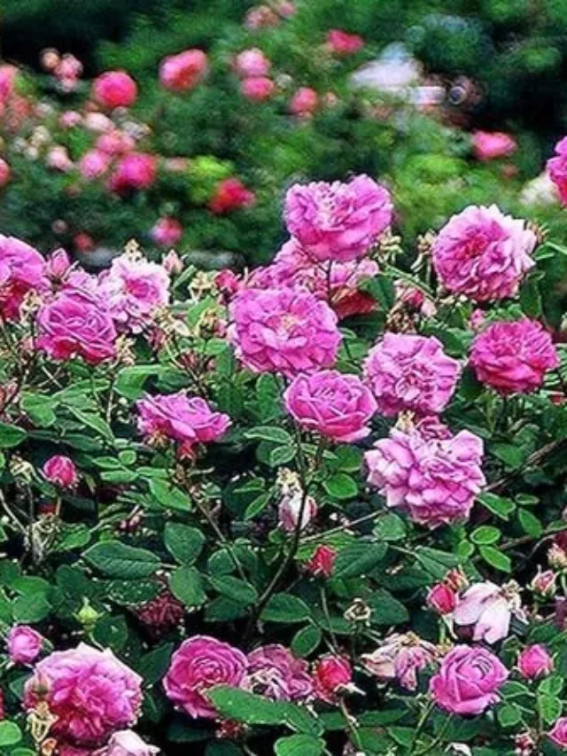 गुलाब पर बड़े और चमकीले फूल लेने के लिए ऐसे करें मिट्टी तैयार