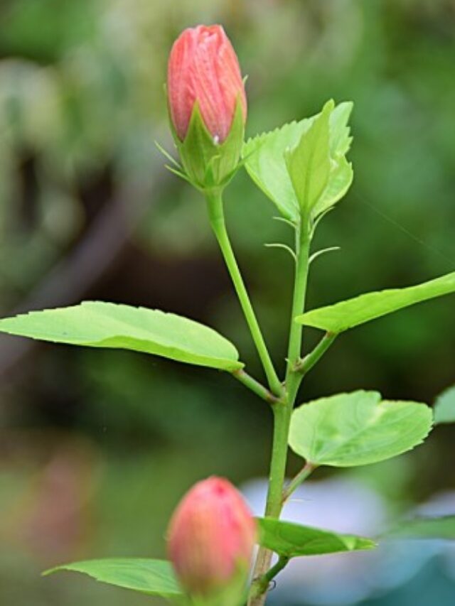 इन 3 कारणों से झड़ती हैं गुड़हल की कलियां