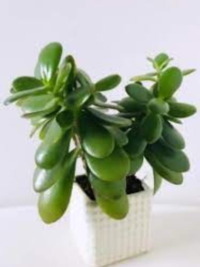 इस कोने में लगाइए जेड प्लांट, पैसों की होगी बारिश