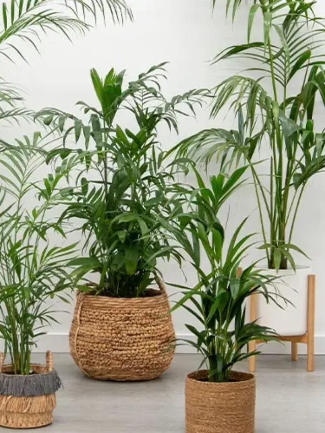 धूल मिट्टी को हटाने वाले ये 5 पौधे घर में जरुर लगाएं