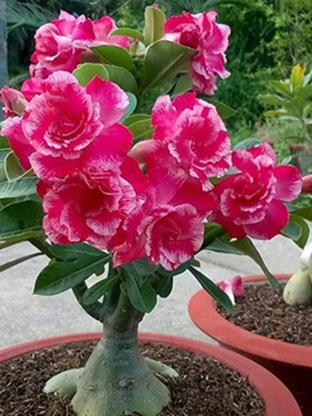 अडेनियम पर पत्तियों से ज्यादा आएंगे फूल डालें ये खाद