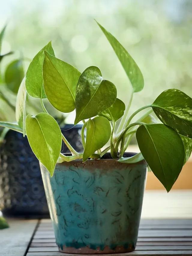 Vastu tips: सौभाग्य के लिए इस दिशा में रखें मनीप्लांट