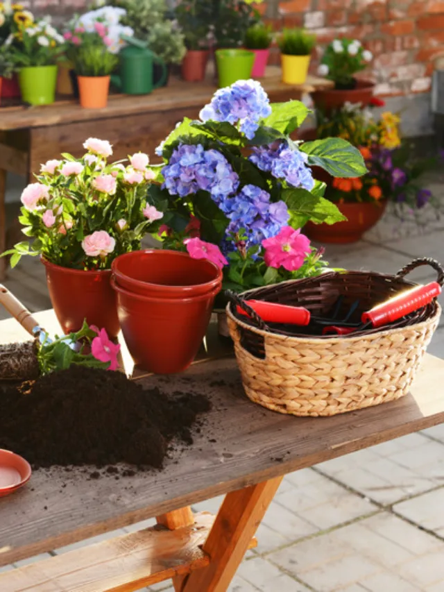 Low Budget Gardening: कम खर्च में शानदार गार्डन तैयार करने का तरीका