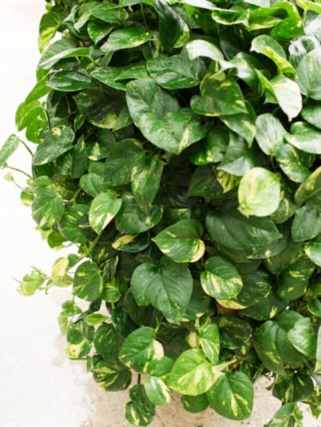 मनीप्लांट की पत्तियों को हरा और चमकदार बनाने के लिए करें ये काम