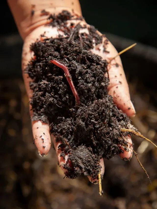 Vermicompost: इस आसान विधि से घर पर ही तैयार करें वर्मीकम्पोस्ट