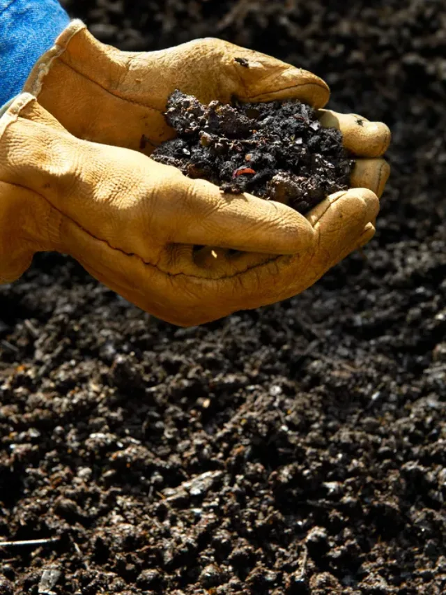 Soil Solarization: मिट्‌टी को उपजाऊ बनाने के मई-जून में करें रीचार्ज