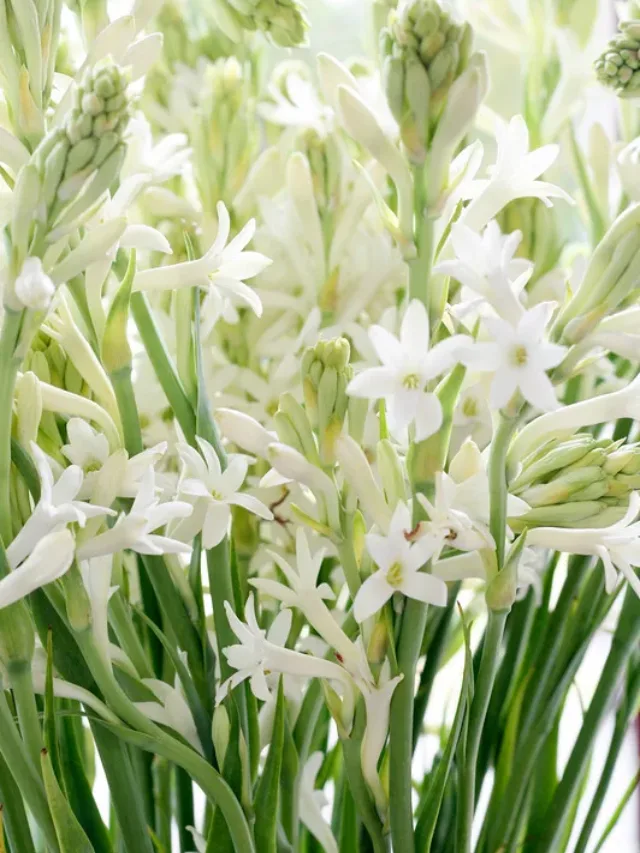 गार्डन में इस तरीके से लगाएं रजनीगधा, खुशबू से महक उठेगा घर आंगन