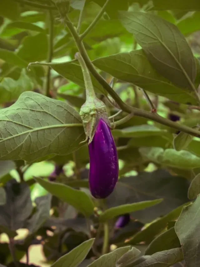 बैंगन के पौधे की कीटों से सुरक्षा के अचूक उपाय