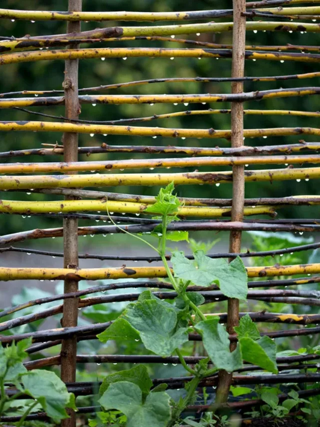 लॉकी, कद्दू और करेले की बेल पर ज्यादा फल के लिए करें ये जरूरी काम