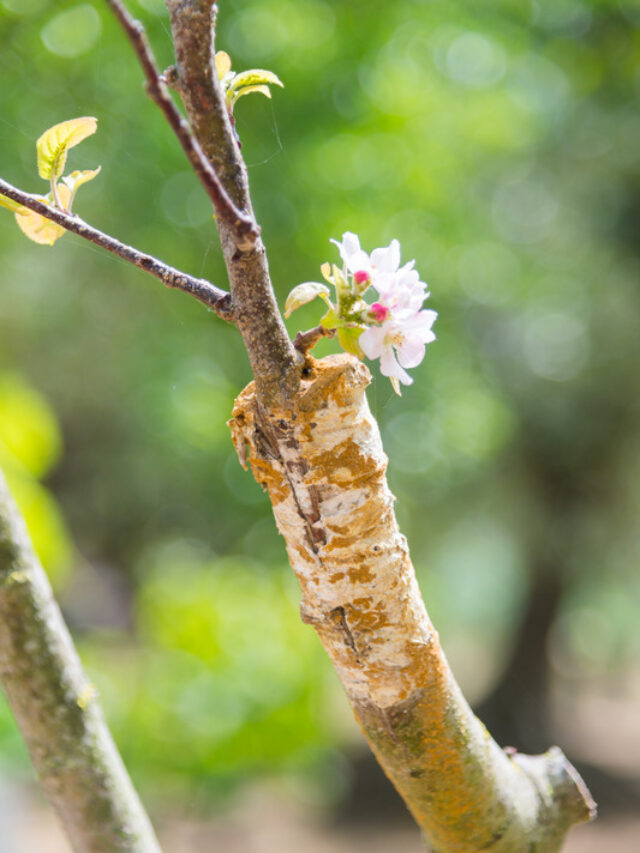 Grafted plant: ज्यादा फलों के लिए जरूरी है ग्राफ्टेड प्लांट लगाना, जानिए क्यों