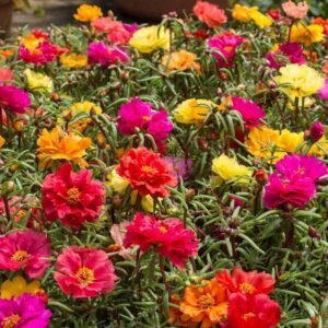 floare-de-piatra-portulaca-grandiflora-double-mix-2