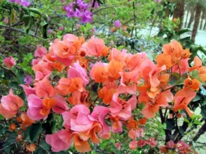 bougainvillea