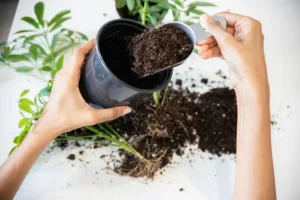 free-photo-of-woman-potting-a-houseplant