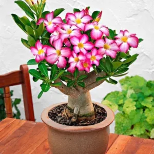 nurserylive-adenium-obesum-plant