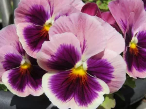 pansy-pansies-purple-bloom-petal-wallpaper-preview