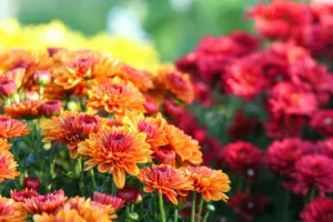 plant-seven-flowers-garden-good-luck-chrysanthemum-lead-getty-0523-b48d42eefdd44bd0aa4a0433bfb9b4a8