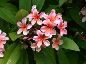 plumeria-flower-frangipani-plant-preview